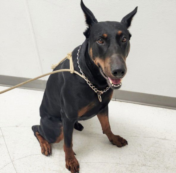 CHARLIE/LORD - Doberman Pinscher available for adoption