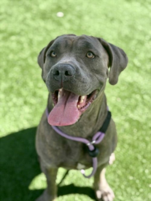 WRINK - Cane Corso Mastiff available for adoption