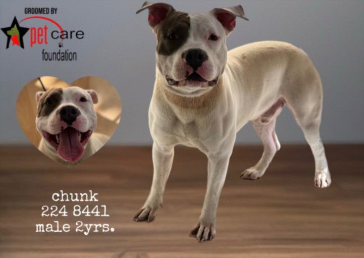 CHUNK - Pit Bull Terrier available for adoption