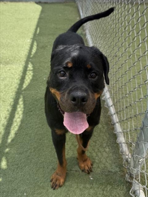 CINNABON - Rottweiler available for adoption