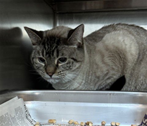 JUNO - Domestic Short Hair available for adoption