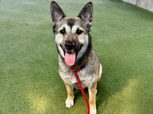 FRIDA KAHLO - German Shepherd Dog / Siberian Husky available for adoption
