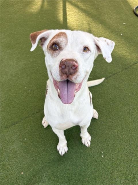 FRANKLIN - Pit Bull Terrier available for adoption