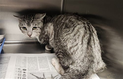 LOKI - Domestic Short Hair available for adoption