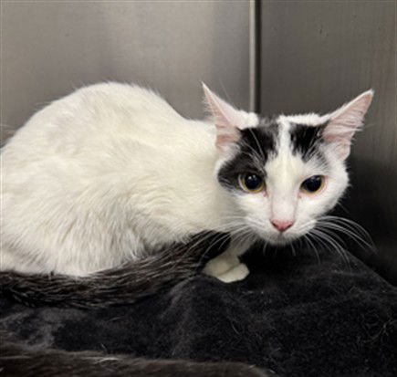 MAXIE - Domestic Short Hair available for adoption