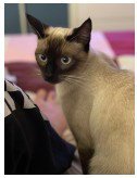 BONITA - Siamese available for adoption