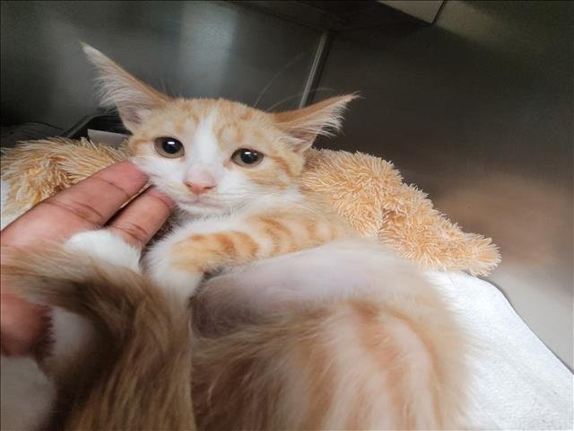 CHESTER - Domestic Short Hair available for adoption