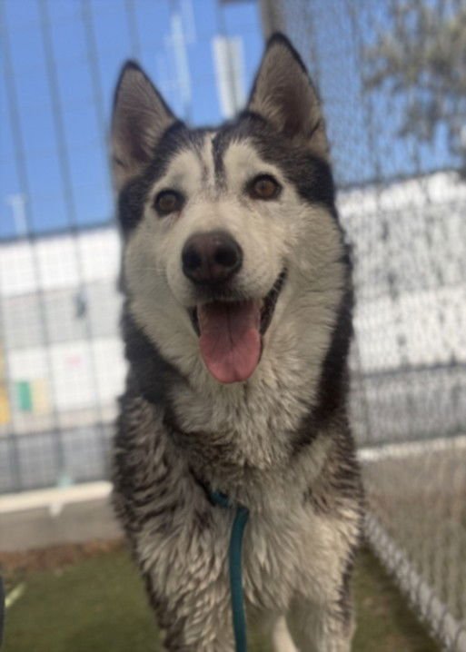 ALICE - Siberian Husky available for adoption