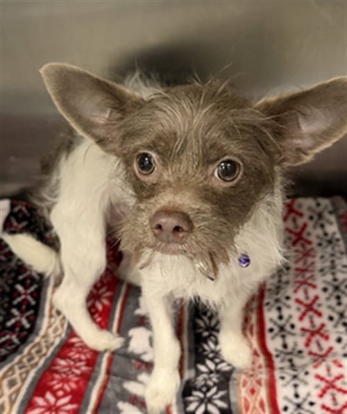 BRIELLE - Toy Fox Terrier available for adoption
