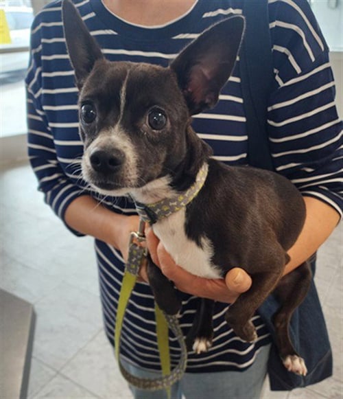 PAPAS - Chihuahua available for adoption