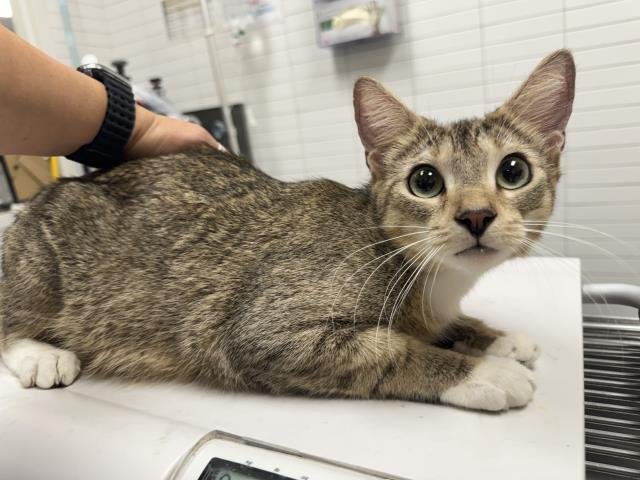 SUNNI - Domestic Short Hair available for adoption