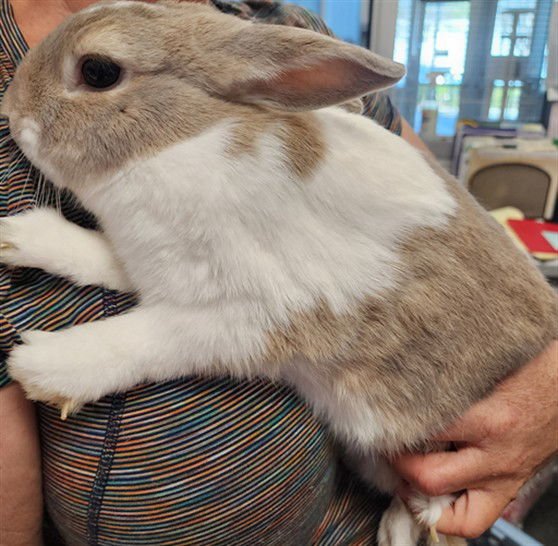 NORBERT - Dwarf Hotot available for adoption