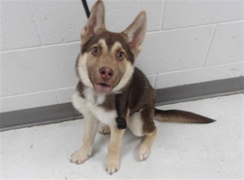 GLACIER - Siberian Husky available for adoption