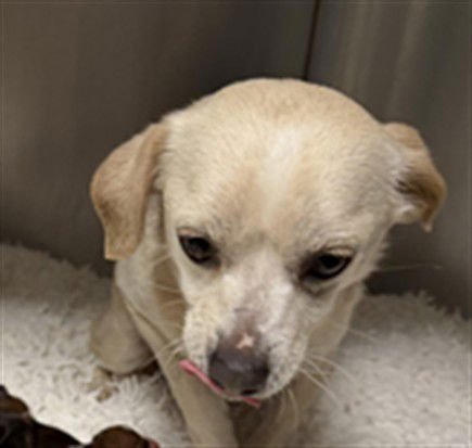 MARGARITA - Chihuahua available for adoption