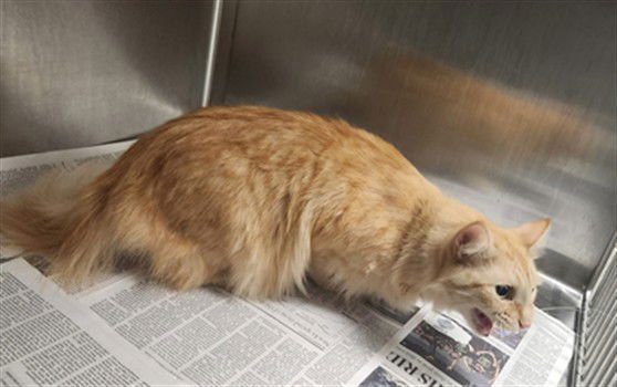 ROSIE - Domestic Short Hair available for adoption