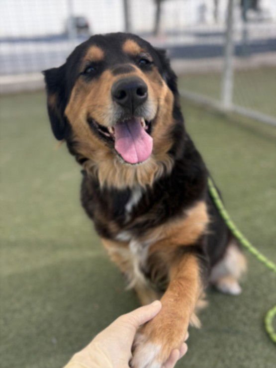 BEAN - Rottweiler available for adoption