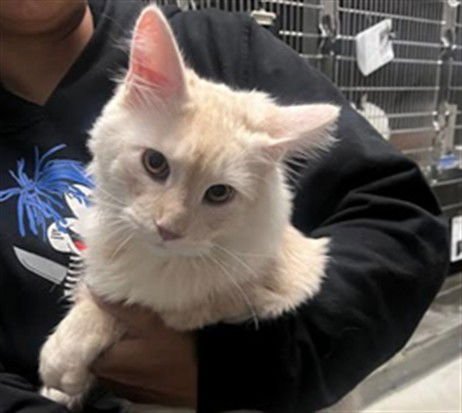 CASPER - Domestic Short Hair available for adoption