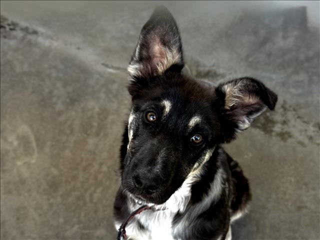 DALLAS - Siberian Husky available for adoption