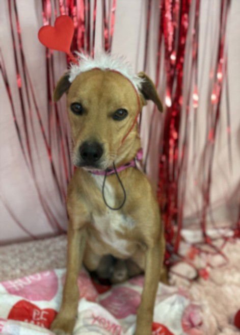 KENNY - Labrador Retriever / Chihuahua available for adoption