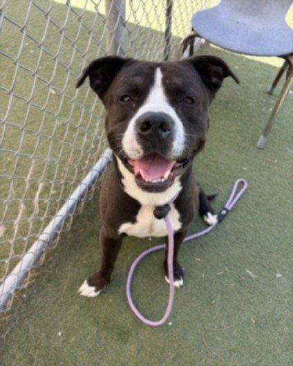 CHEROKEE - Staffordshire Bull Terrier available for adoption