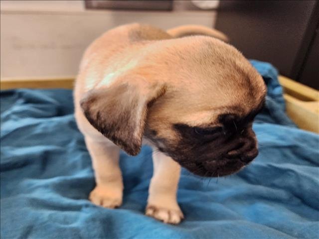 SAMMY - Pug / Maltese available for adoption