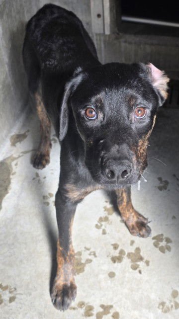 RENE - Rottweiler available for adoption