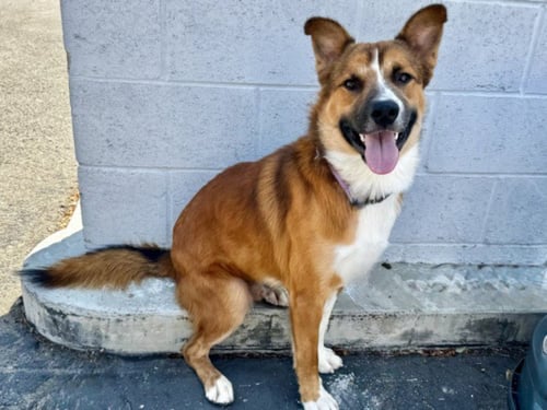 REX - German Shepherd Dog available for adoption