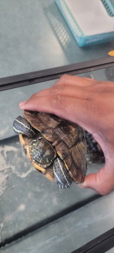 CLAWS - Turtle available for adoption