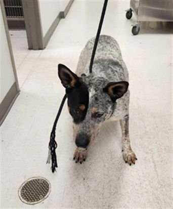 RANGEL - Australian Cattle Dog/Blue Heeler available for adoption
