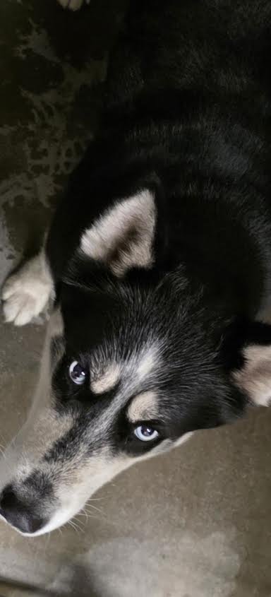 ROSE - Husky available for adoption