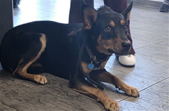 DEX - Australian Cattle Dog/Blue Heeler / German Shepherd Dog available for adoption