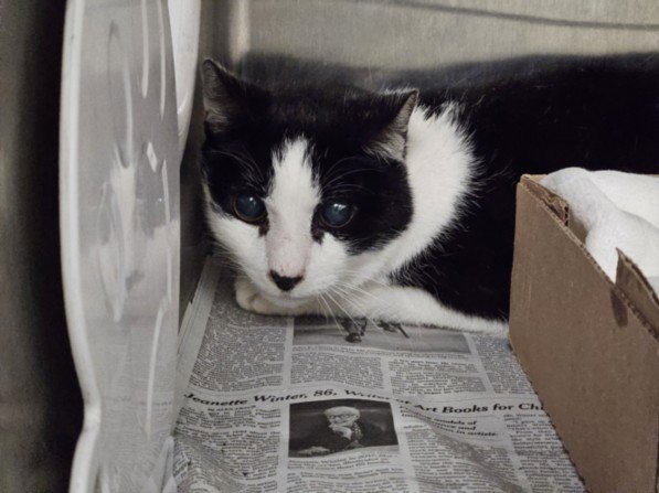 TUX - Domestic Medium Hair available for adoption