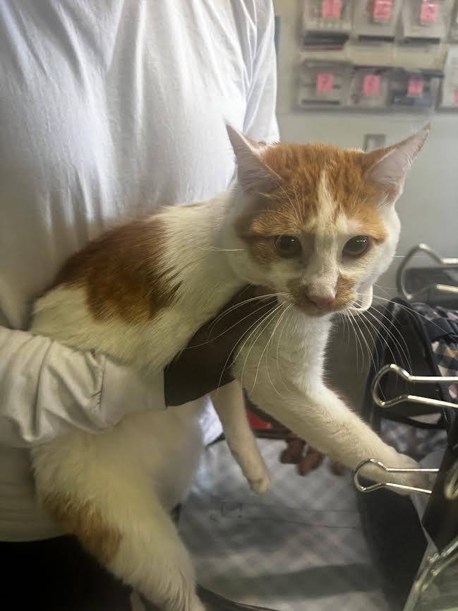 BANDIT - Domestic Short Hair available for adoption