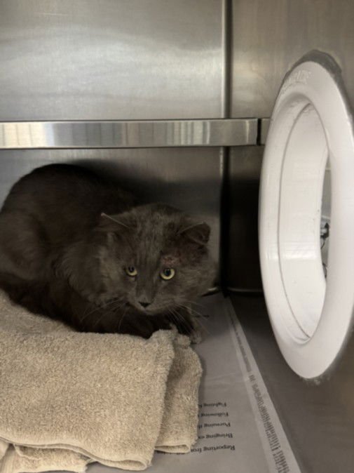 MARVIN - Domestic Short Hair available for adoption