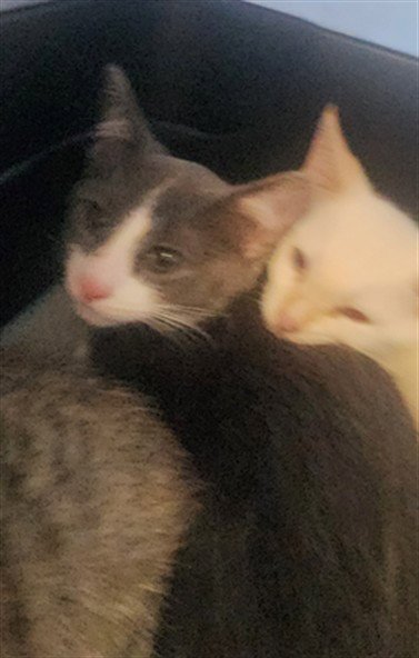 PAPPARDELLE - Domestic Short Hair available for adoption