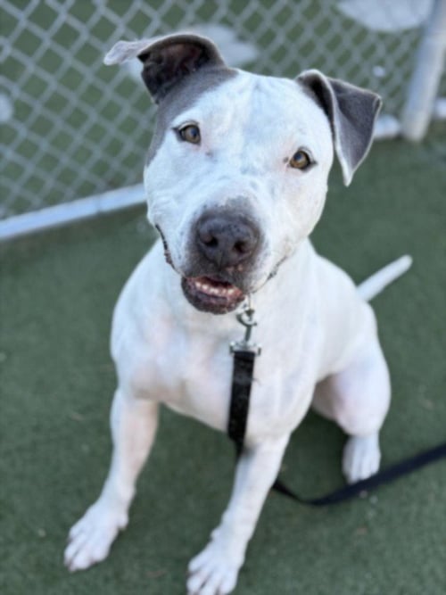 HOMER - Pit Bull Terrier available for adoption