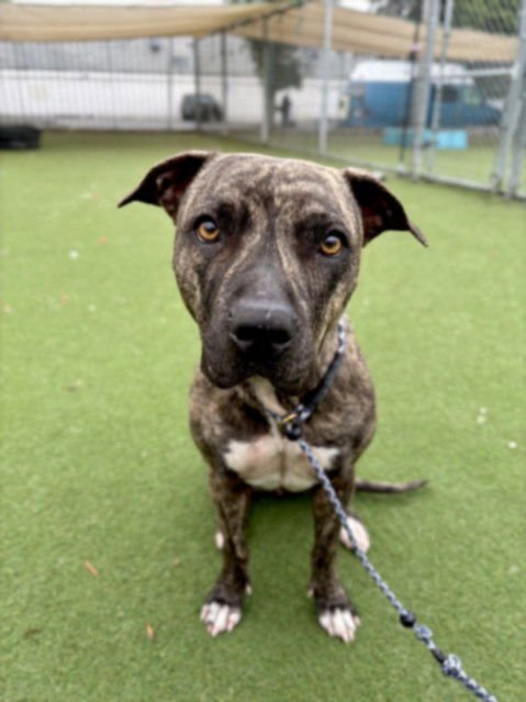 JAVAH - Pit Bull Terrier available for adoption