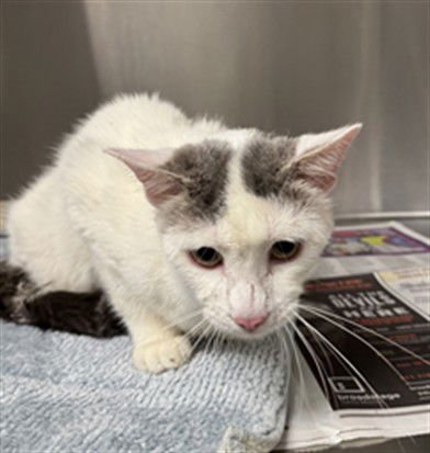 WILLIE - Domestic Short Hair available for adoption