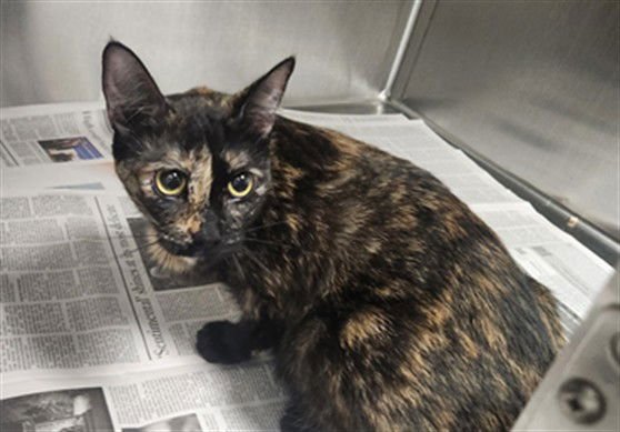 DINGO - Domestic Short Hair available for adoption