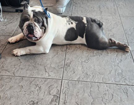 OG - Bulldog available for adoption