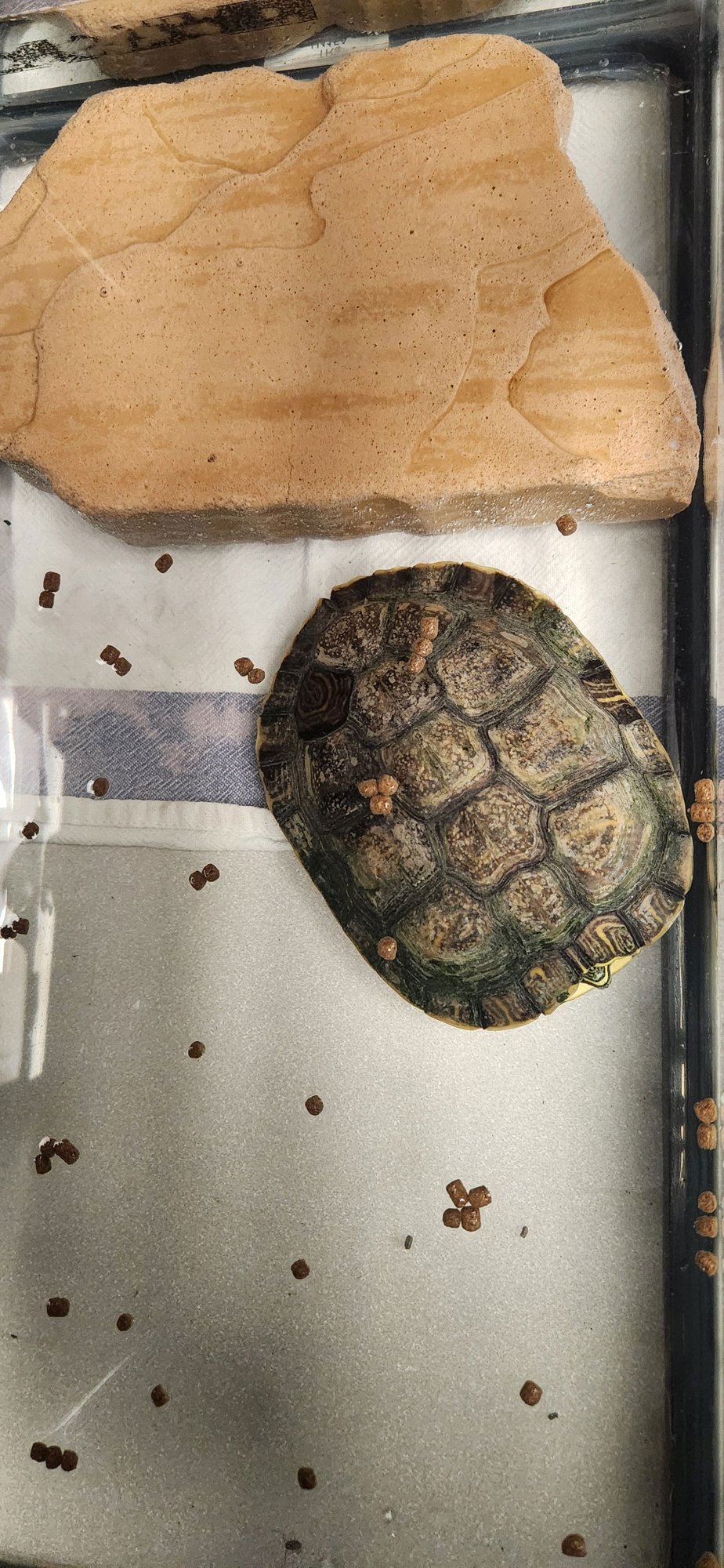 A2252446 - Turtle available for adoption