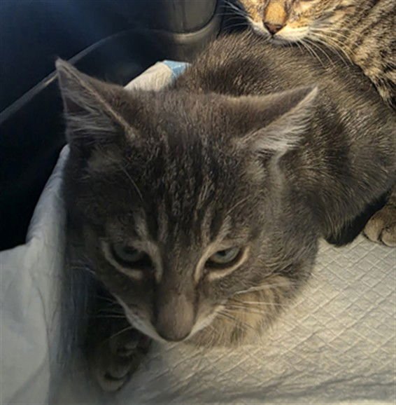 OTTO - Domestic Short Hair available for adoption