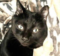 KOSA - Photo 1