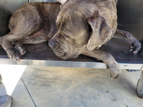 FEISTY - Cane Corso Mastiff available for adoption