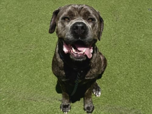 FEISTY - Cane Corso Mastiff available for adoption