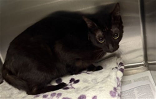 NOVA - Domestic Short Hair available for adoption