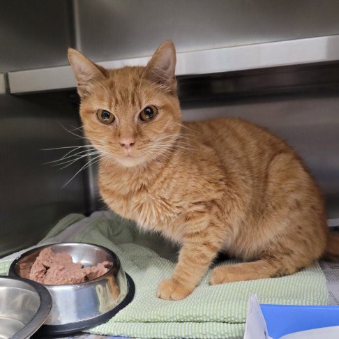 MISFIT - Domestic Short Hair available for adoption