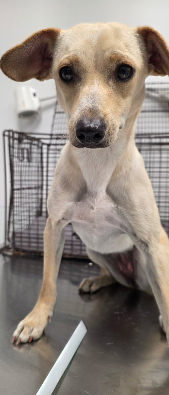 ESTRELLA - Chihuahua available for adoption