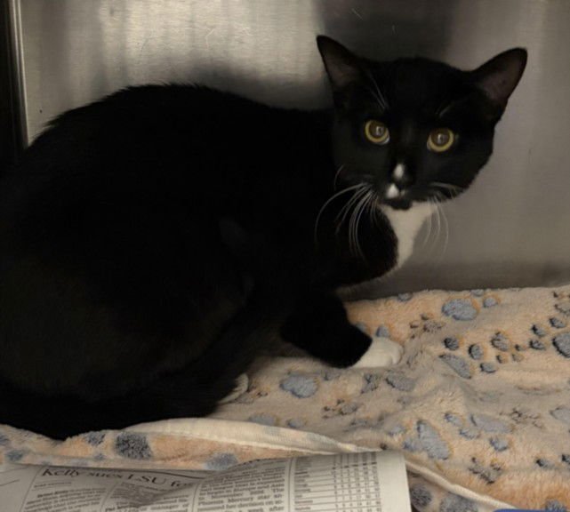 SOKKA - Domestic Short Hair available for adoption