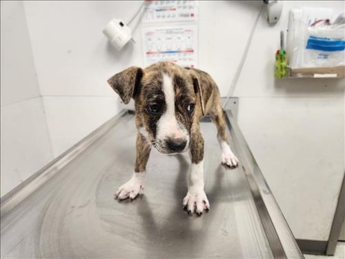 CARNATION - Staffordshire Bull Terrier available for adoption